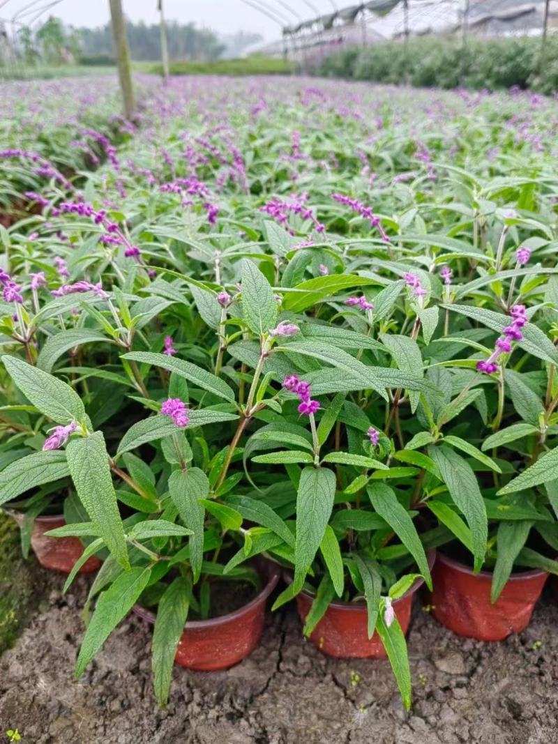 鼠尾草基地，双色杯，小杯均有自产自销