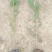 容器袋侧柏现场现挖农户直接发货一袋一苗苗粗种植面积大