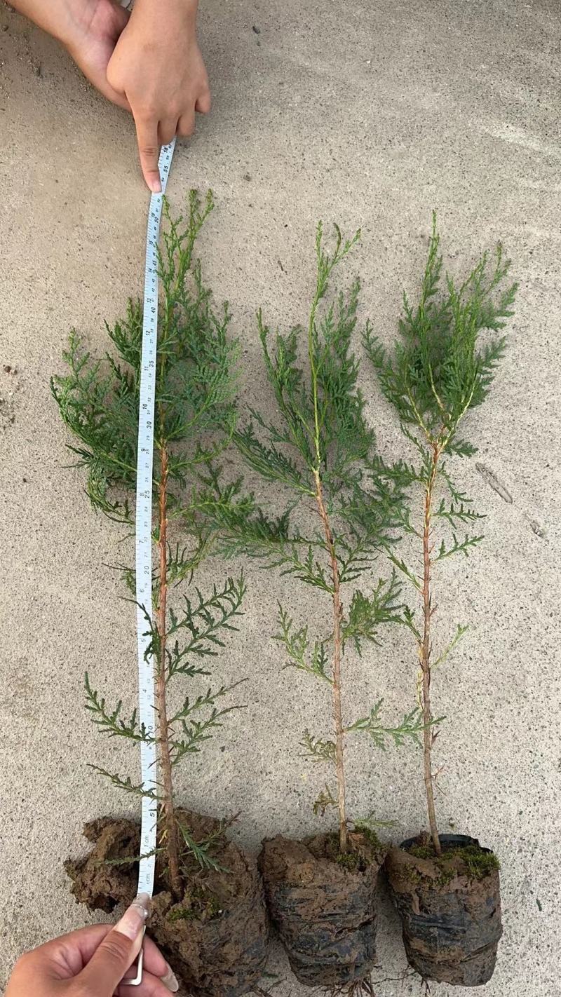 容器袋侧柏现场现挖农户直接发货一袋一苗苗粗种植面积大