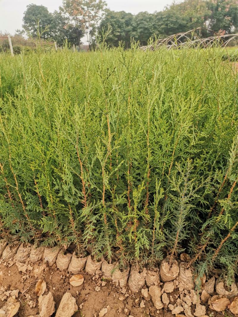 容器袋侧柏现场现挖农户直接发货一袋一苗苗粗种植面积大