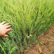 容器袋侧柏现场现挖农户直接发货一袋一苗苗粗种植面积大