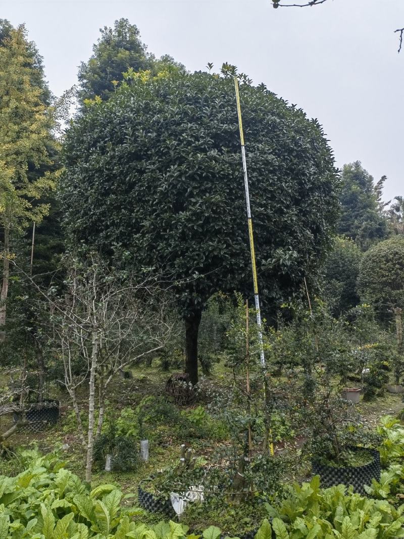 大红朱砂桂规格18-20公分，基地批发，现货出售