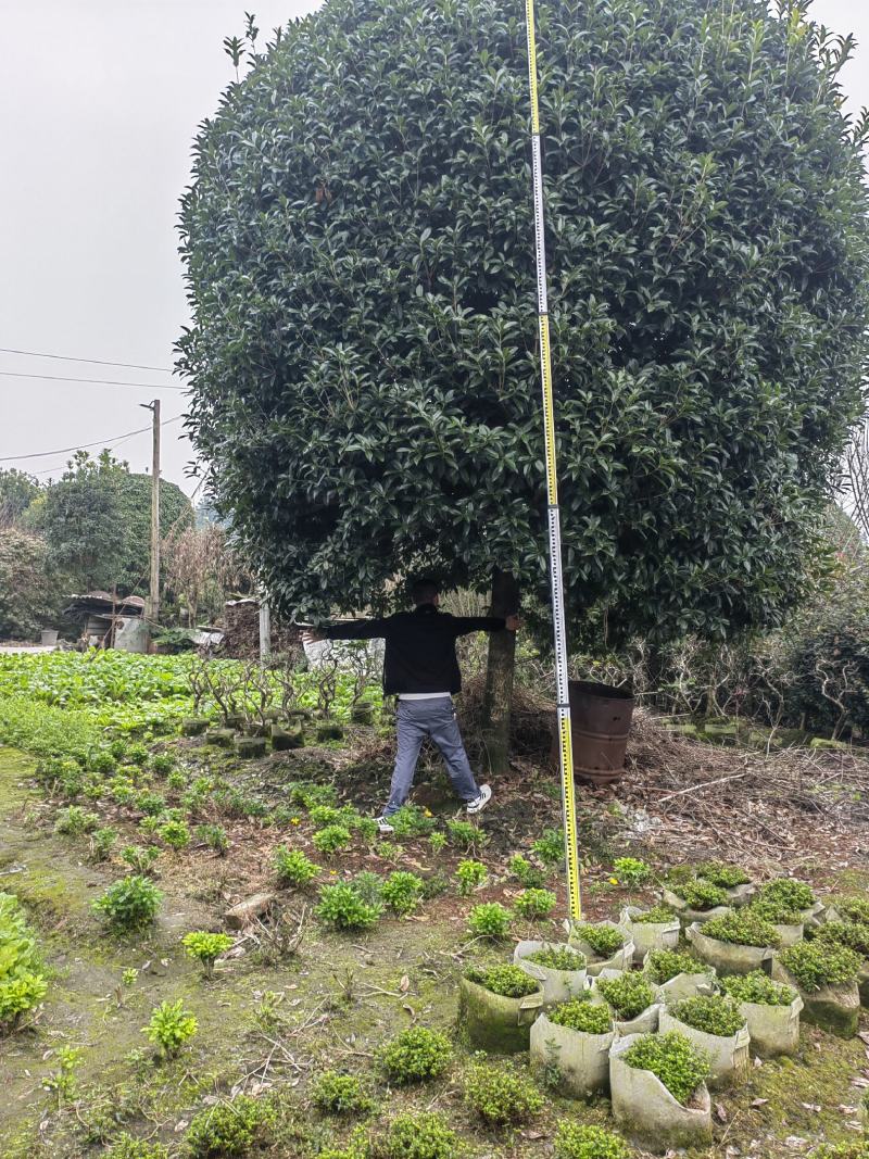 大红朱砂桂规格18-20公分，基地批发，现货出售