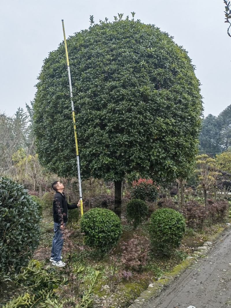 大红朱砂桂规格18-20公分，基地批发，现货出售