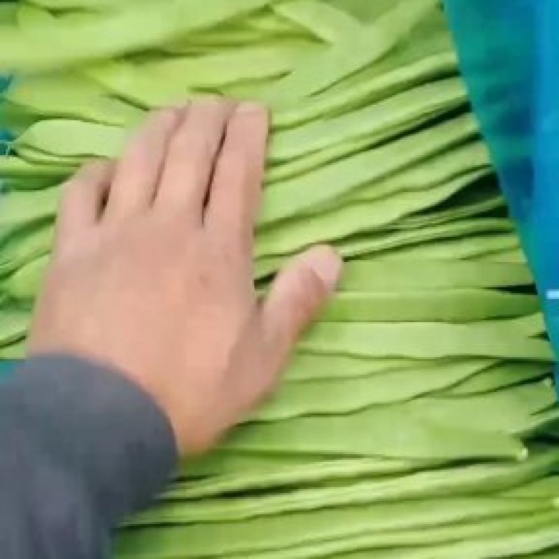 扁青芸豆