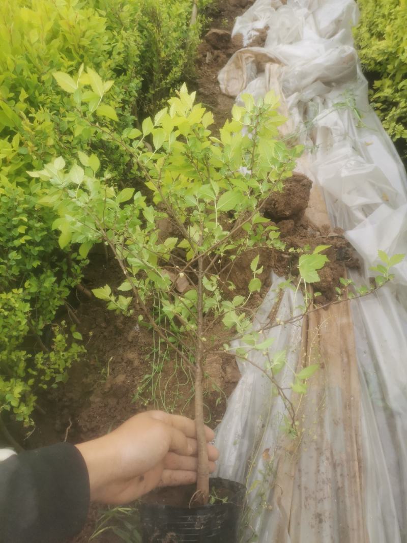 金叶榆金叶榆子播营养杯苗金叶榆高度40-70cm