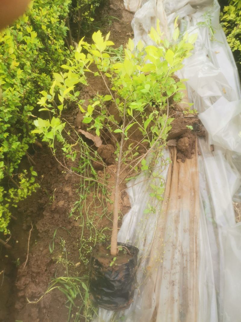金叶榆金叶榆子播营养杯苗金叶榆高度40-70cm