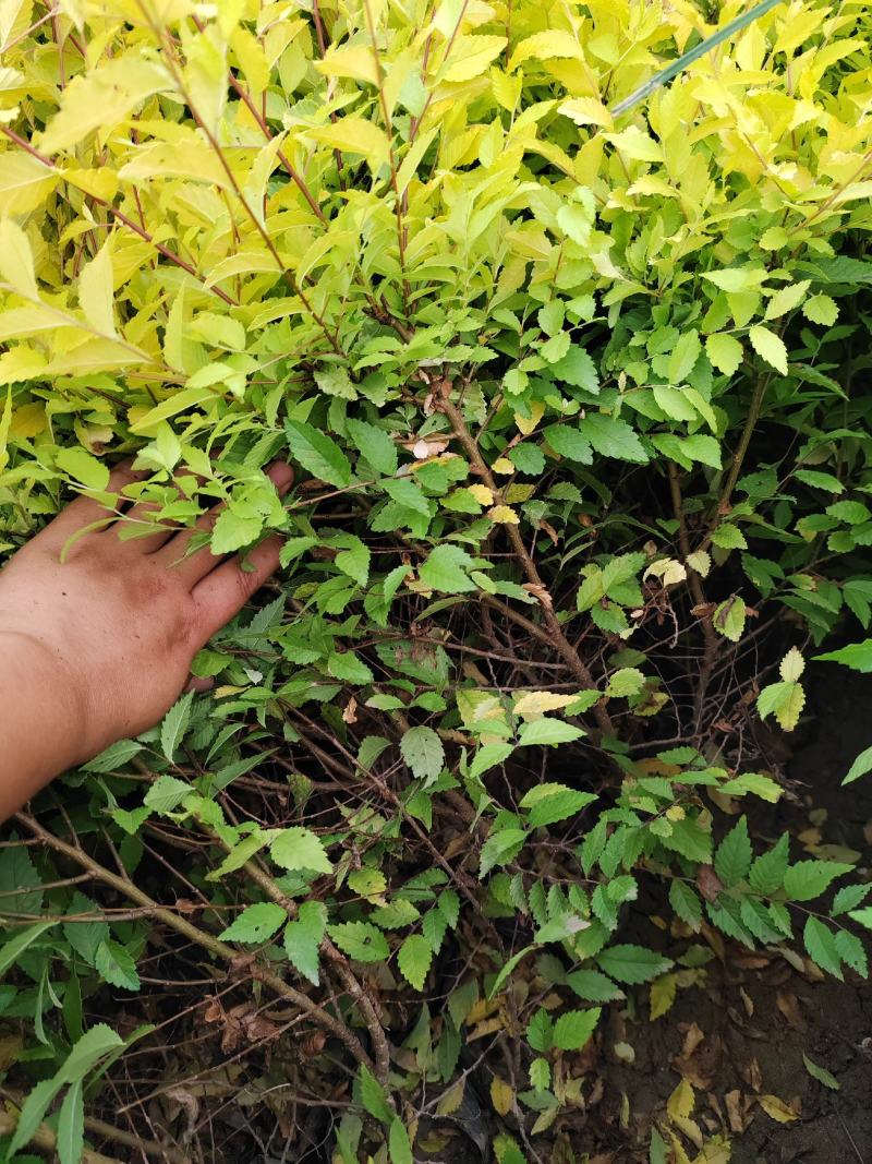 金叶榆金叶榆子播营养杯苗金叶榆高度40-70cm