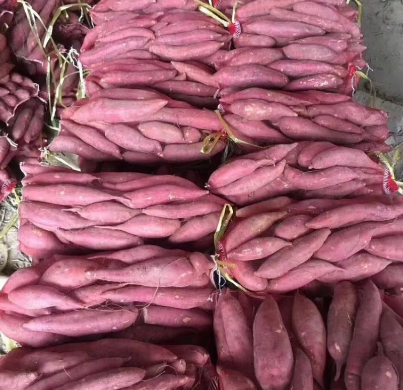 龙薯九号红薯龙9批发市场食品加工厂养殖场红薯渣济薯西瓜红