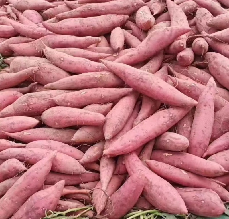 龙薯九号红薯龙9批发市场食品加工厂养殖场红薯渣济薯西瓜红