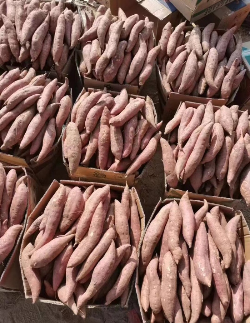 龙薯九号红薯龙9批发市场食品加工厂养殖场红薯渣济薯西瓜红