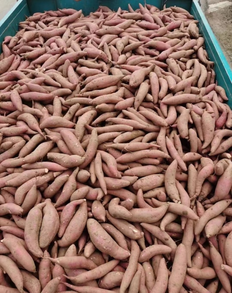 龙薯九号红薯龙9批发市场食品加工厂养殖场红薯渣济薯西瓜红