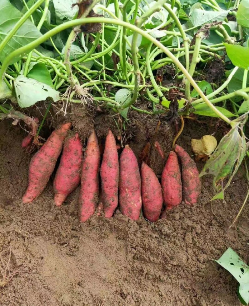 龙薯九号红薯龙9批发市场食品加工厂养殖场红薯渣济薯西瓜红