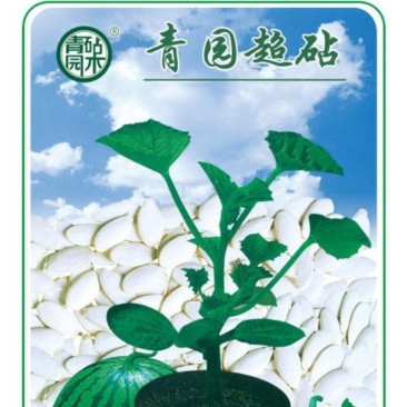 青杆西瓜嫁接西瓜砧木种子产地发货嫁接专用砧木西瓜