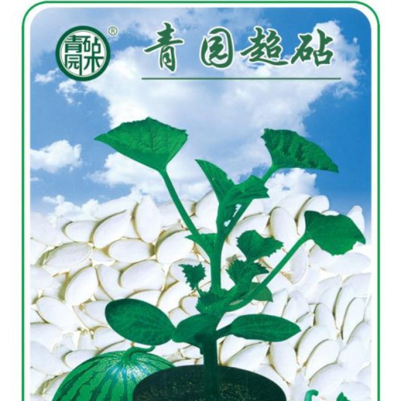 青杆西瓜嫁接西瓜砧木种子产地发货嫁接专用砧木西瓜