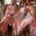 【腊肉】特干腊猪头（源头工厂一手货源腊肉香肠批发）