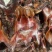 【腊肉】特干腊猪头（源头工厂一手货源腊肉香肠批发）