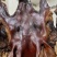 【腊肉】特干腊猪头（源头工厂一手货源腊肉香肠批发）