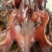 【腊肉】特干腊猪头（源头工厂一手货源腊肉香肠批发）