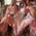 【腊肉】特干腊猪头（源头工厂一手货源腊肉香肠批发）