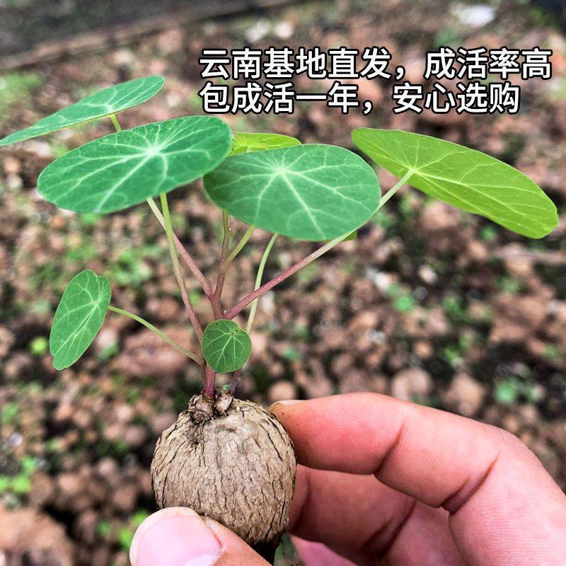 山乌龟金不换爬藤绿植花卉种球批发