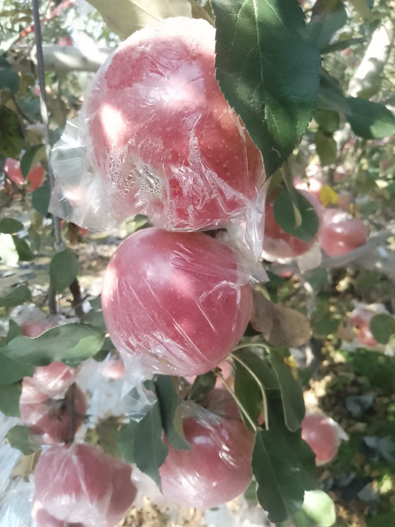 [热卖]山西运城红富士苹果苹果产地直发专业代办
