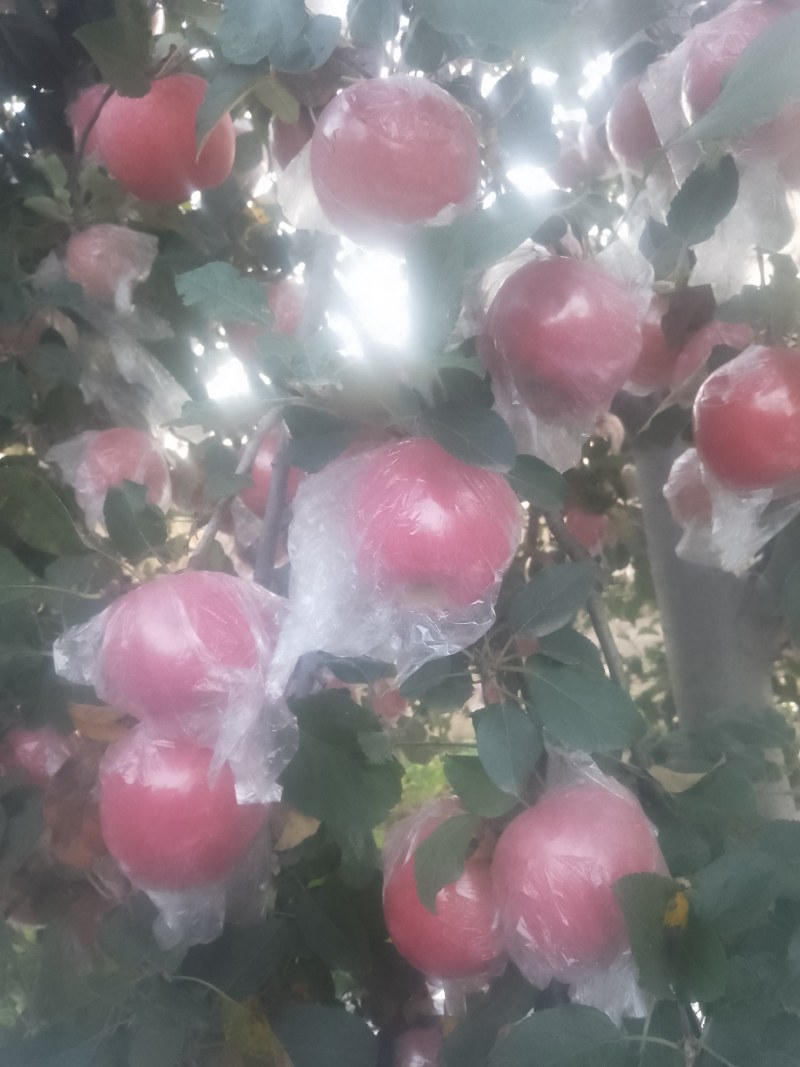 [热卖]山西运城红富士苹果苹果产地直发专业代办