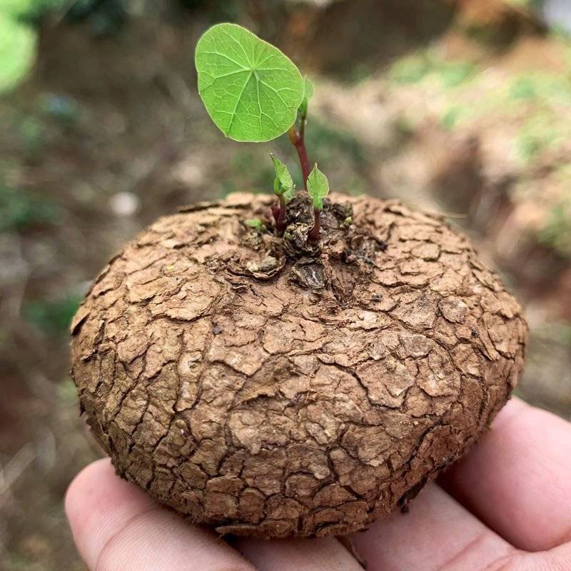 山乌龟金不换爬藤绿植花卉种球批发