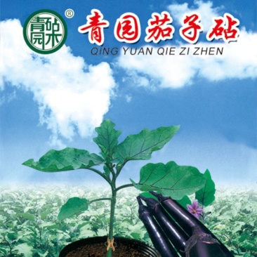 嫁接茄子砧木种子茄子嫁接砧木种子茄子嫁接专用砧木