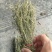 独脚金疳积草五寸柑大批量出货供药厂一手货源
