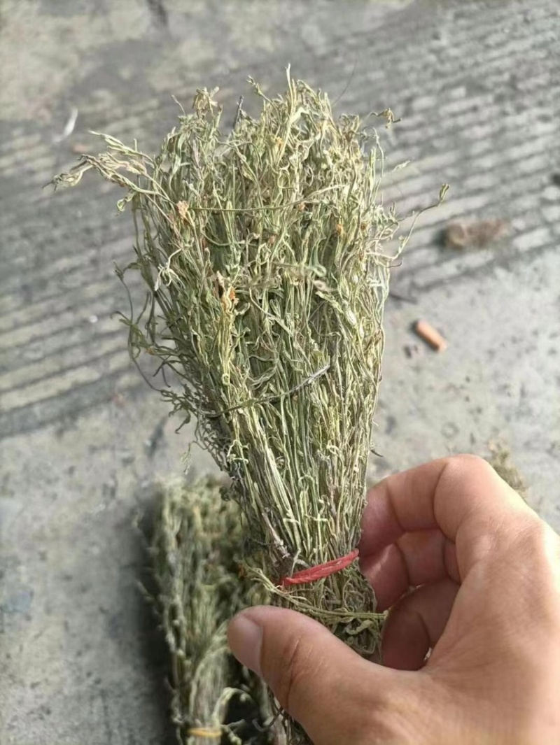 独脚金疳积草五寸柑大批量出货供药厂一手货源