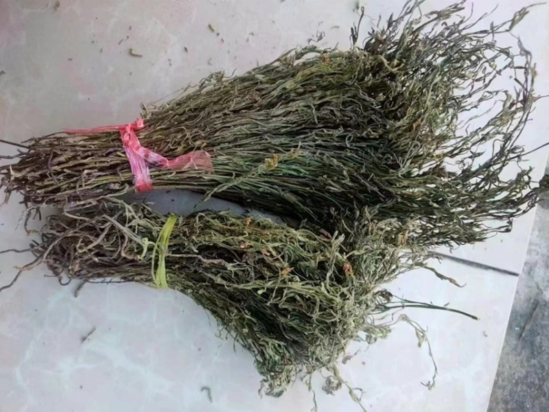 独脚金疳积草五寸柑大批量出货供药厂一手货源