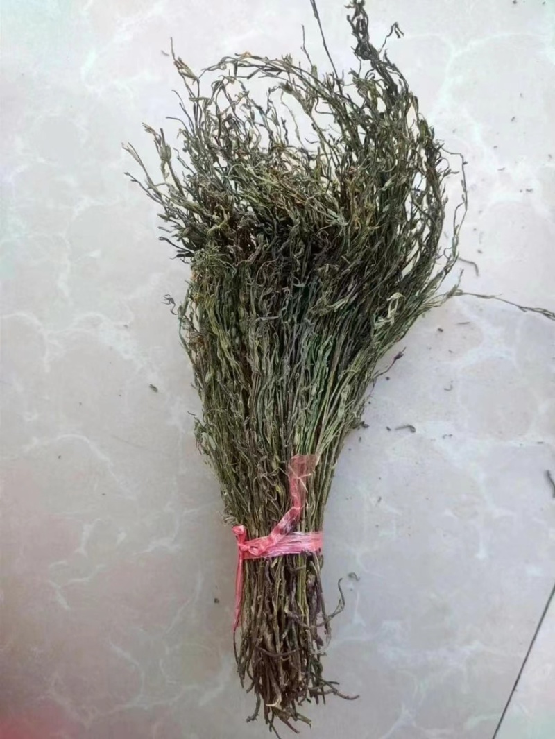 独脚金疳积草五寸柑大批量出货供药厂一手货源
