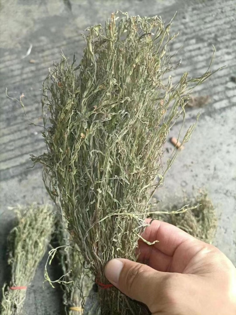 独脚金疳积草五寸柑大批量出货供药厂一手货源