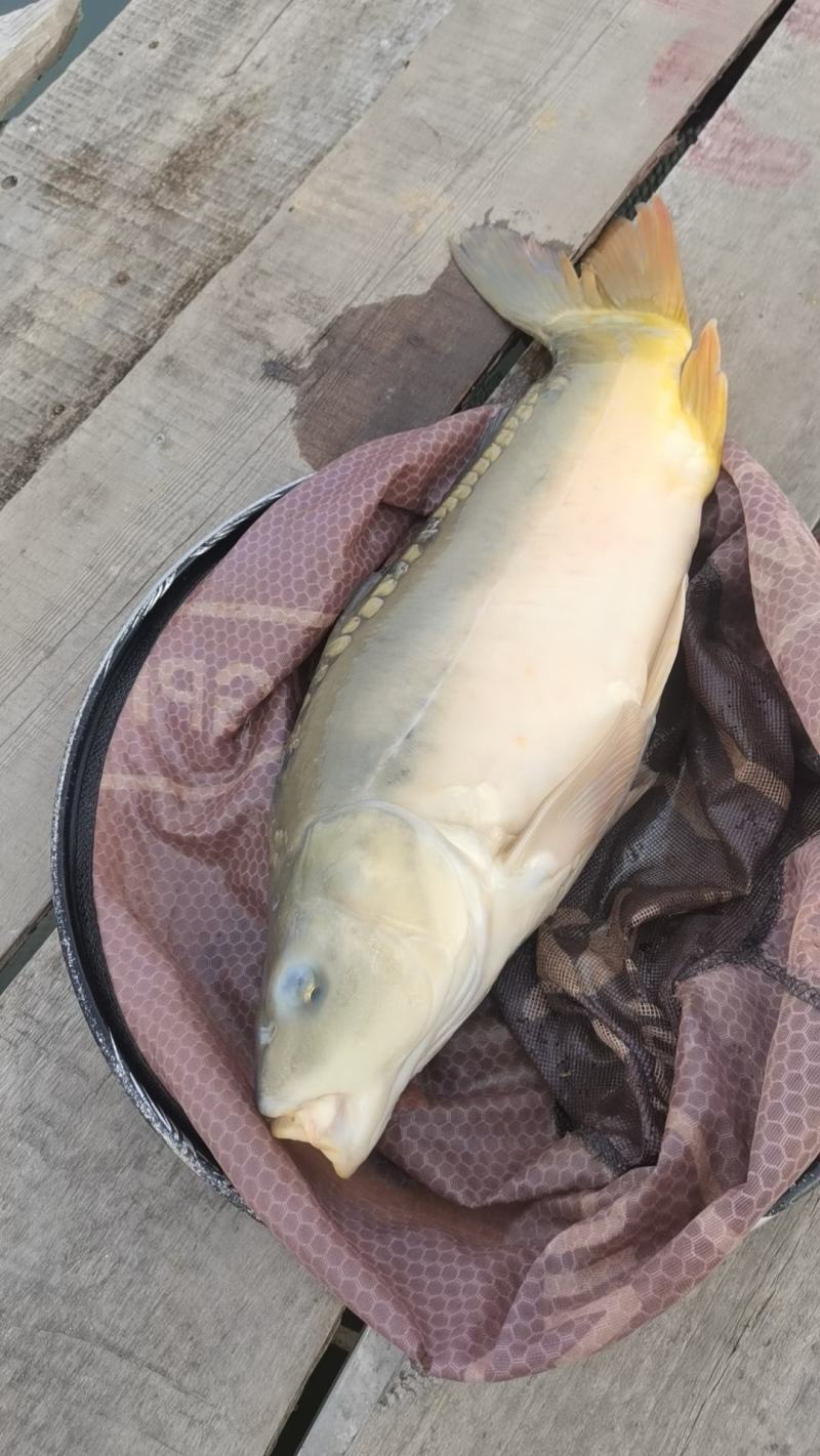 山西精品鲤鱼自产自销，各大饱满，各种规格供应