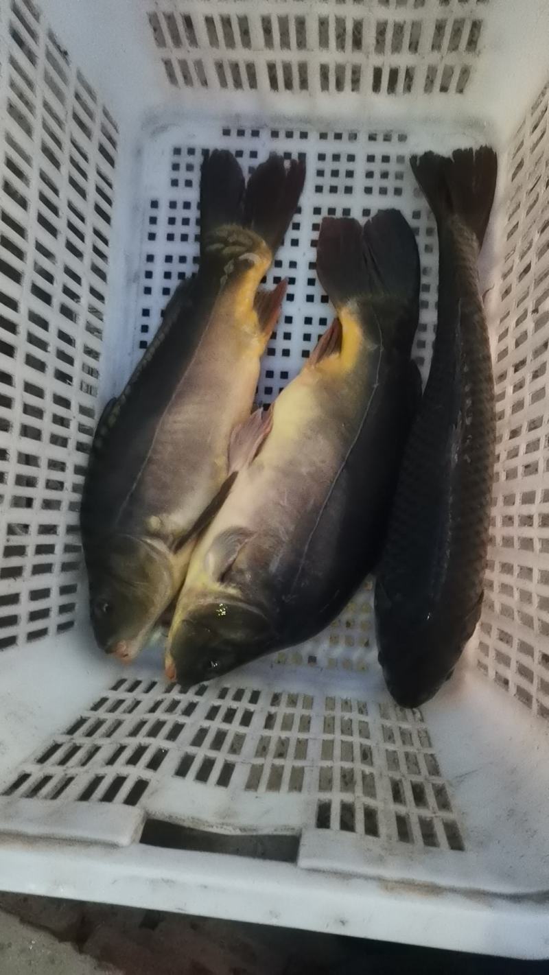 山西精品鲤鱼自产自销，各大饱满，各种规格供应