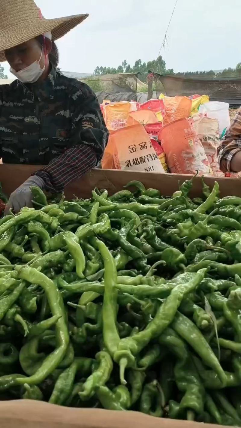 【一手货源】精品螺丝椒产地直发大量供应