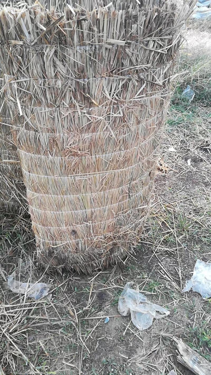 大棚草苫.垫车草帘.质量好价格低。批发保暖稻草草苫子