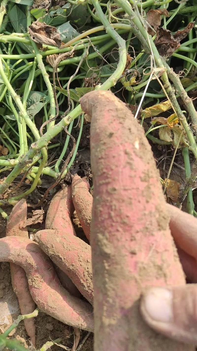 西瓜红济26烟龙薯9等各种红薯大量上市产地直销全国代发。