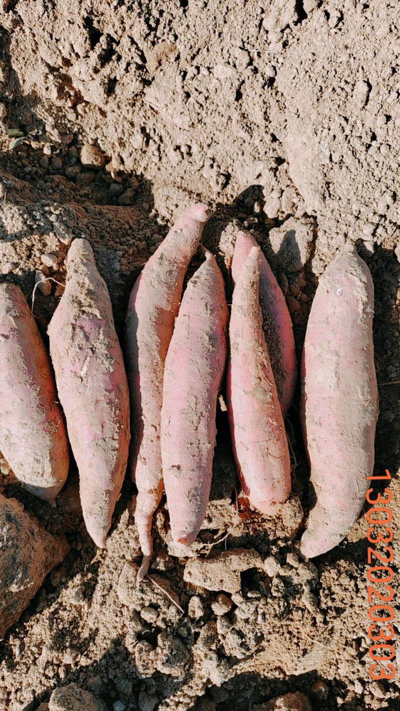 西瓜红济26烟龙薯9等各种红薯大量上市产地直销全国代发。