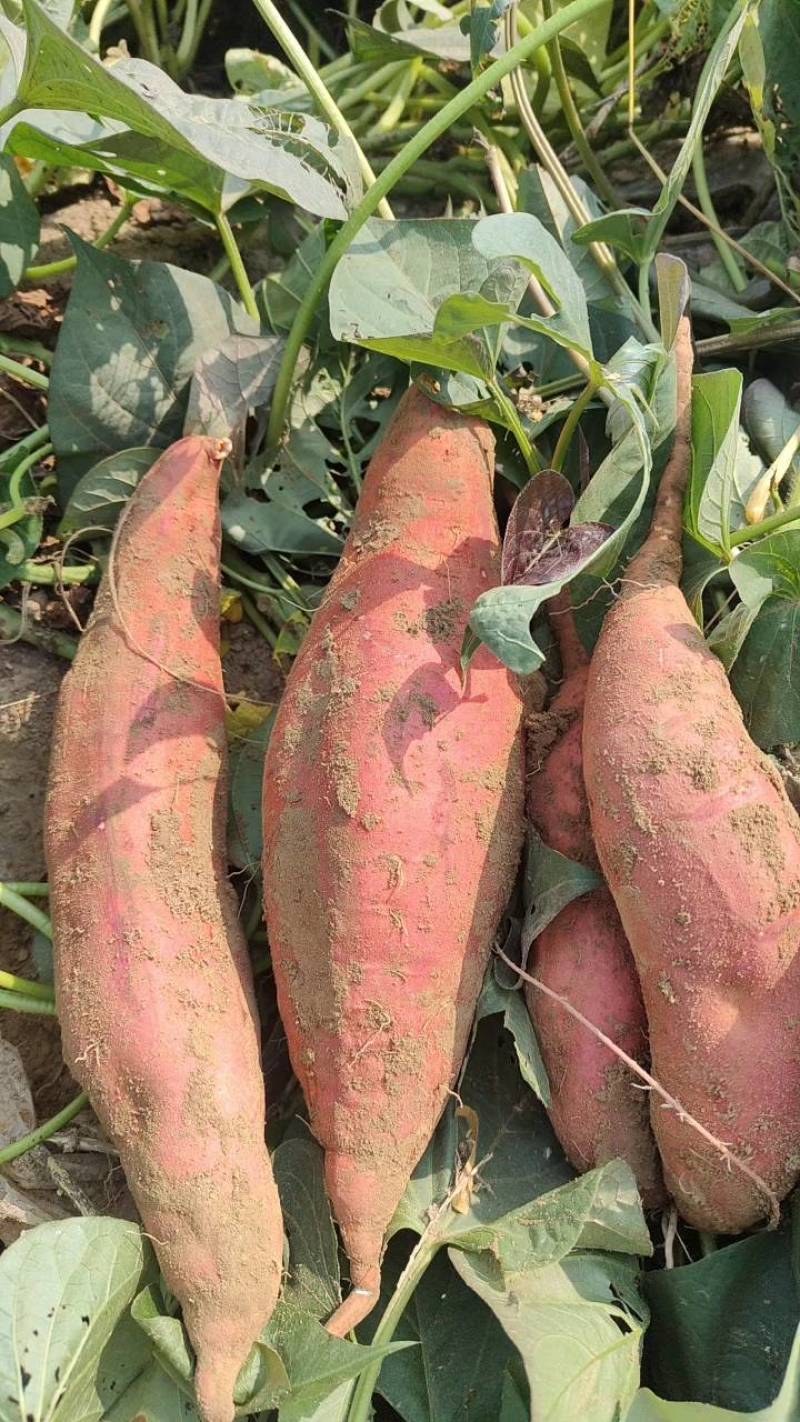 西瓜红济26烟龙薯9等各种红薯大量上市产地直销全国代发。