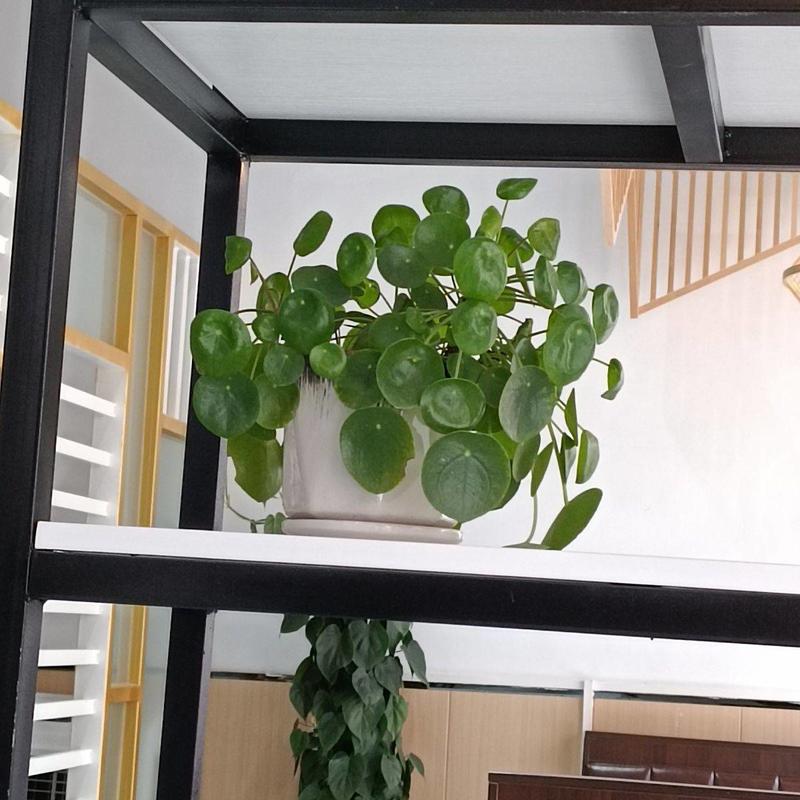 禅意镜面草新中式老桩盆栽茶室书桌办公室内观叶绿植净化空气
