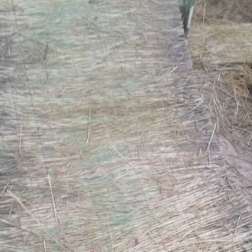 大棚草苫.垫车草帘.质量好价格低。批发保暖稻草草苫子