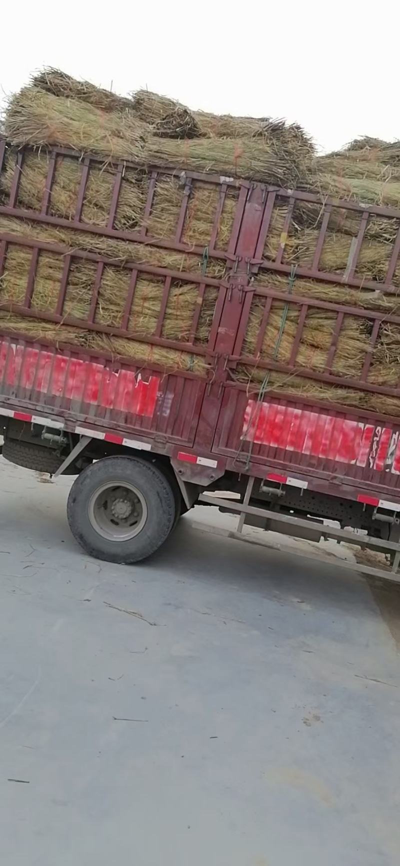 大棚草苫.垫车草帘.质量好价格低。批发保暖稻草草苫子