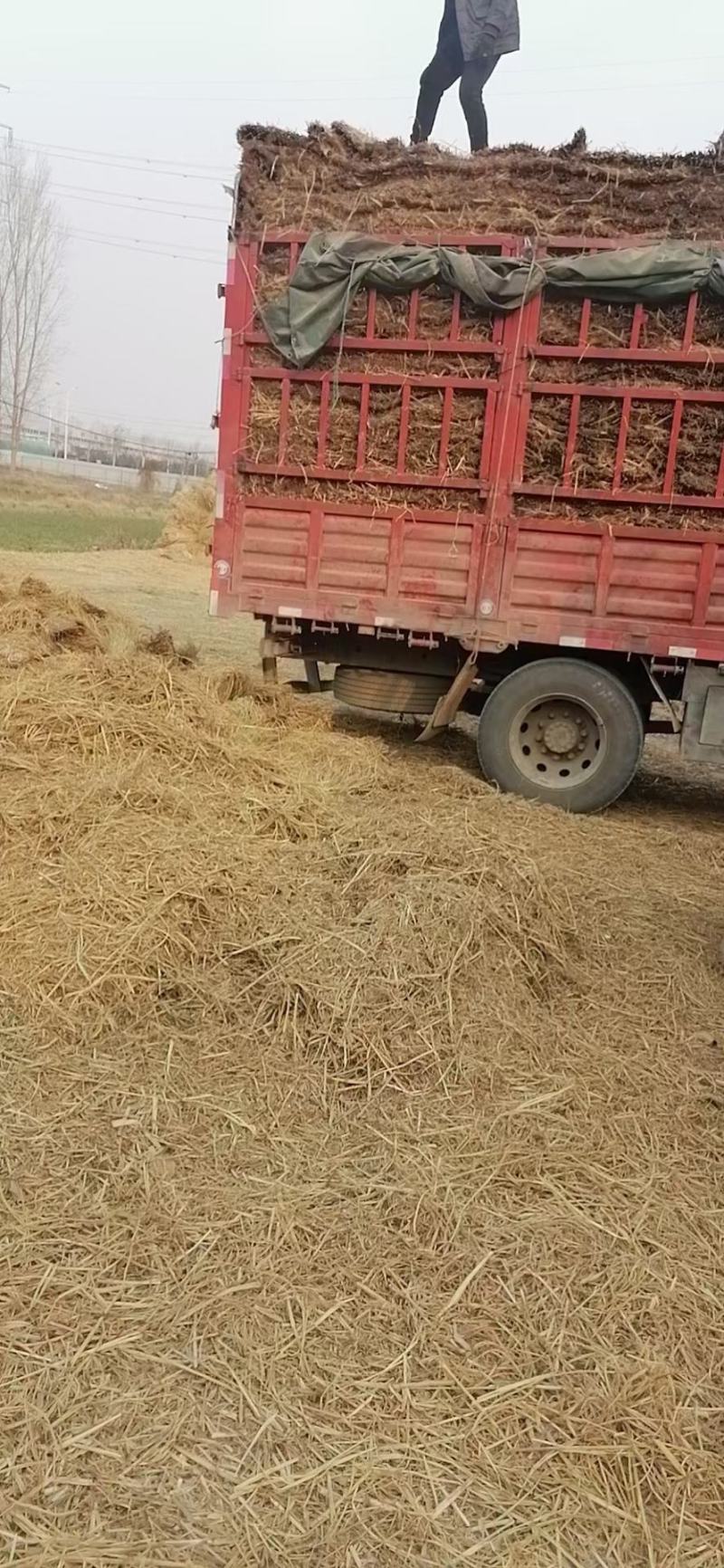大棚草苫.垫车草帘.质量好价格低。批发保暖稻草草苫子