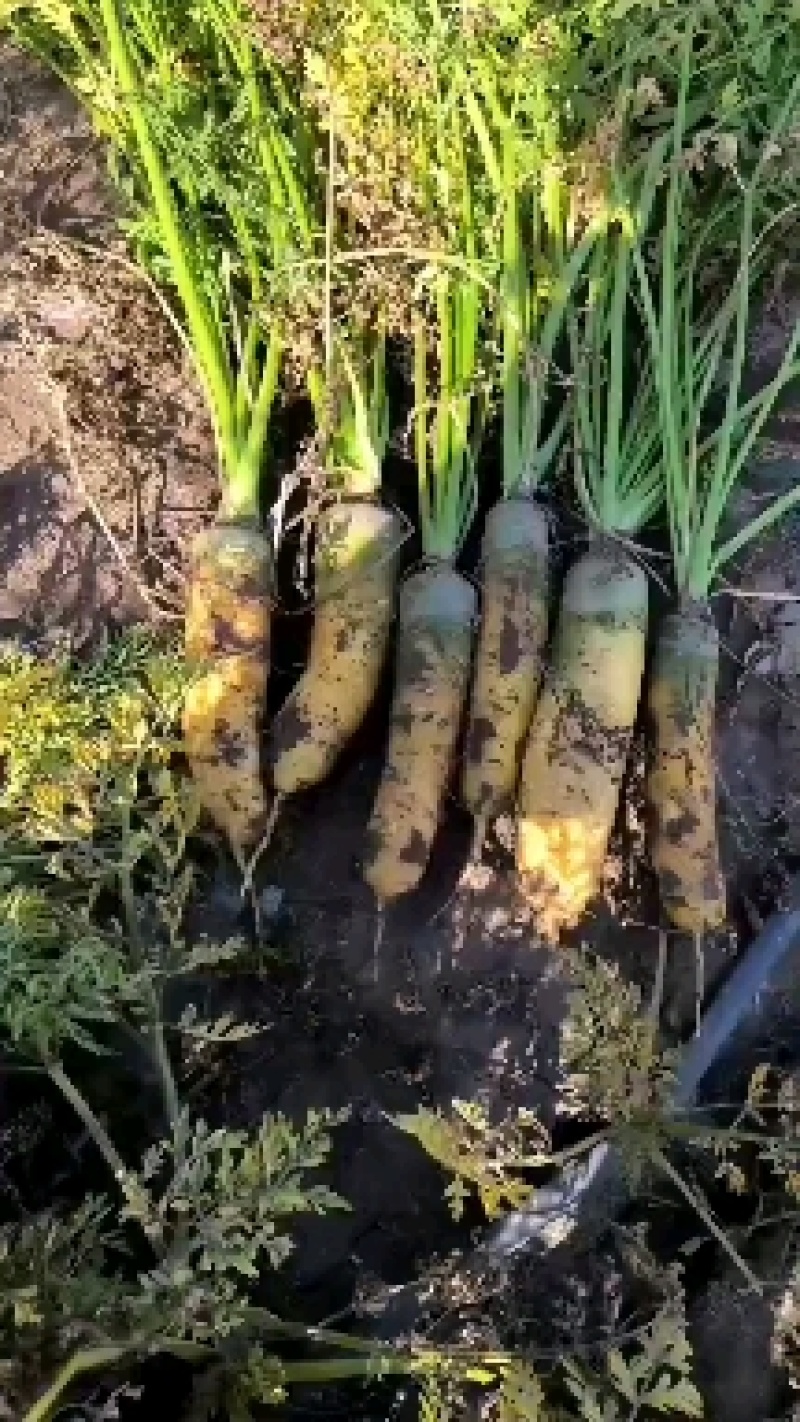 黄胡萝卜，大吨位接单，百亩基地出货，质量**按需做货，需