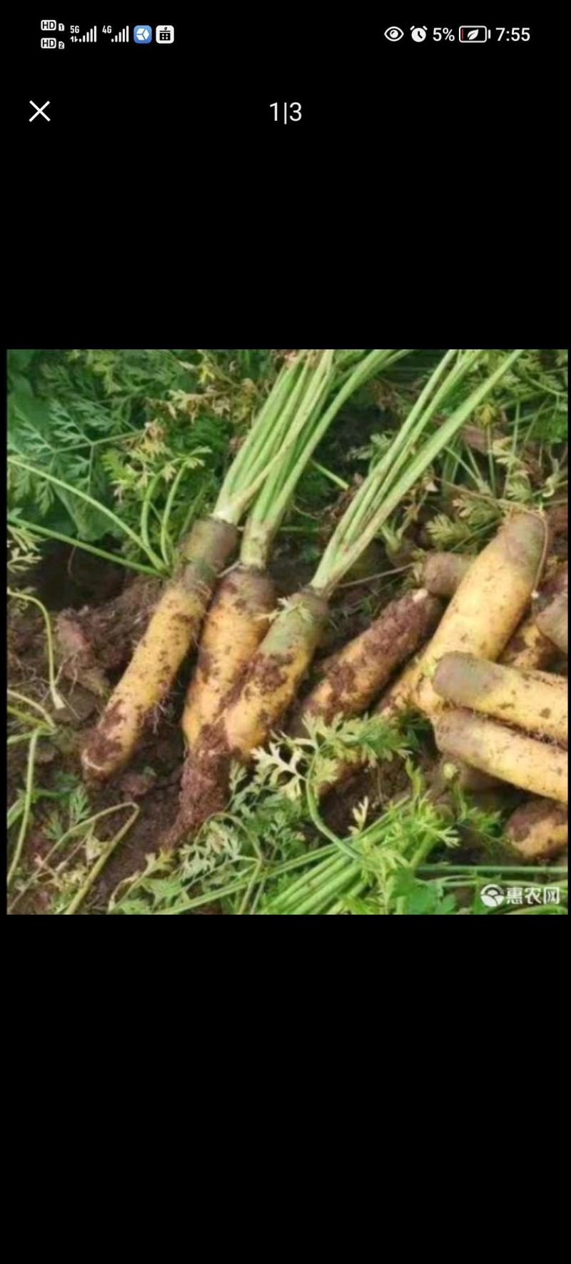 黄胡萝卜，大吨位接单，百亩基地出货，质量**按需做货，需
