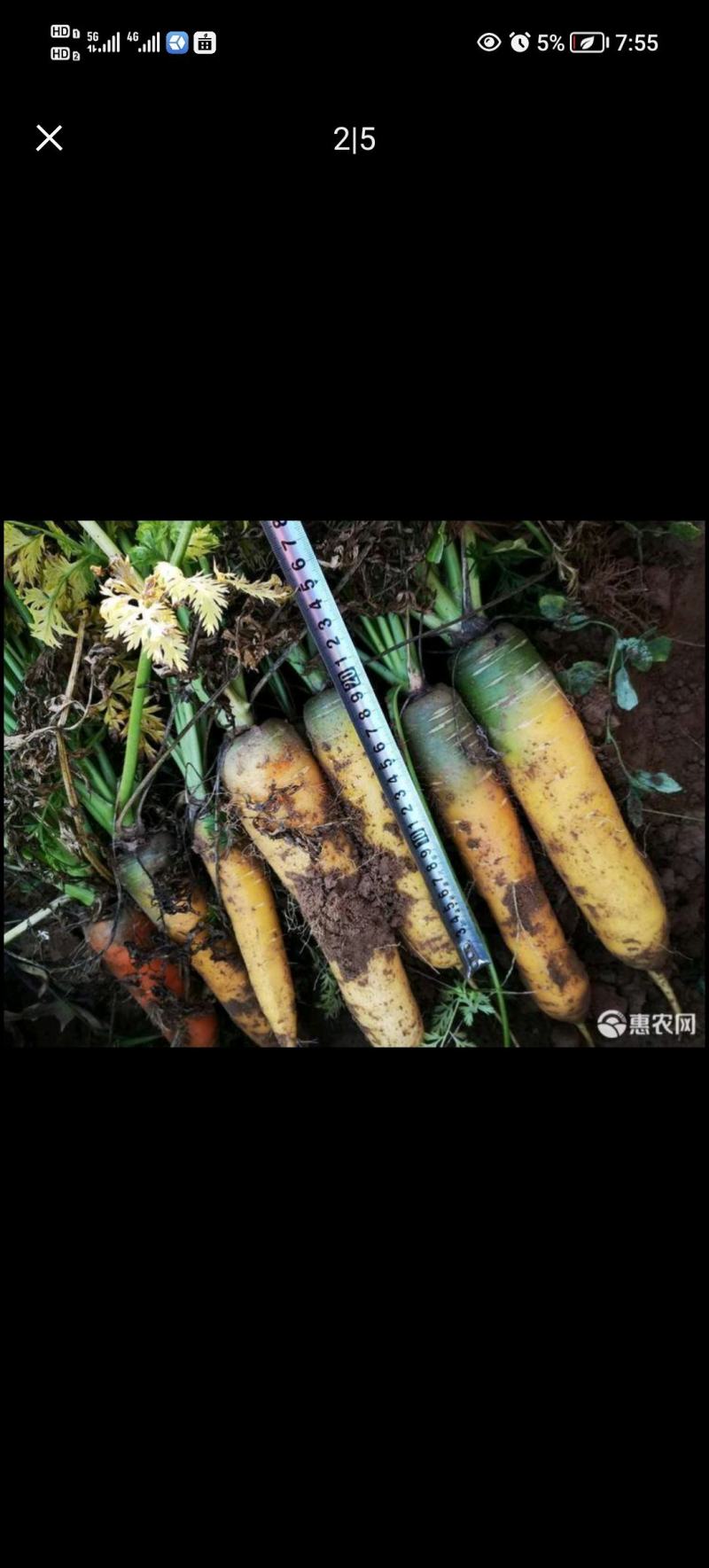 黄胡萝卜，大吨位接单，百亩基地出货，质量**按需做货，需