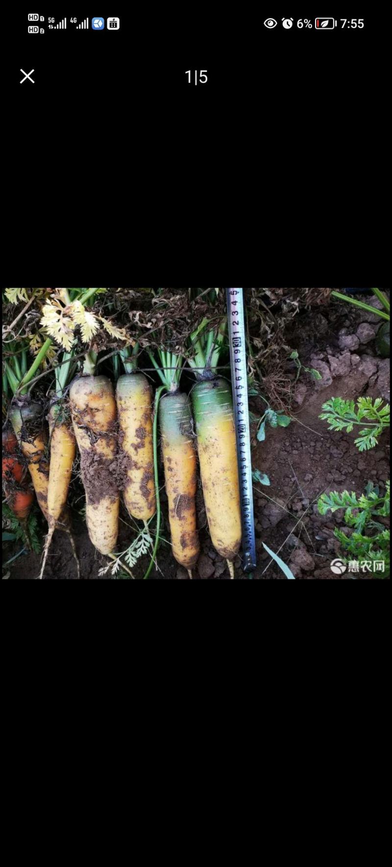 黄胡萝卜，大吨位接单，百亩基地出货，质量**按需做货，需