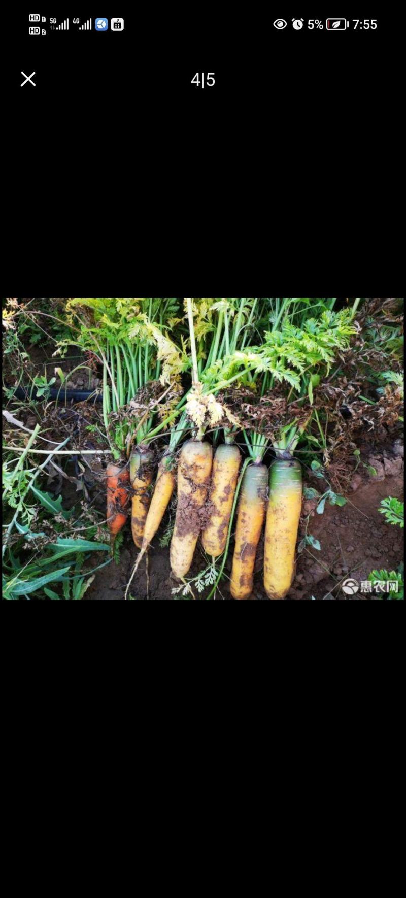 黄胡萝卜，大吨位接单，百亩基地出货，质量**按需做货，需